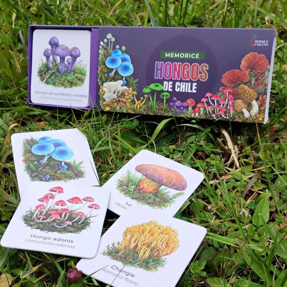 Juego De Mesa Memorice Hongos Nativos De Chile Ilustraciones