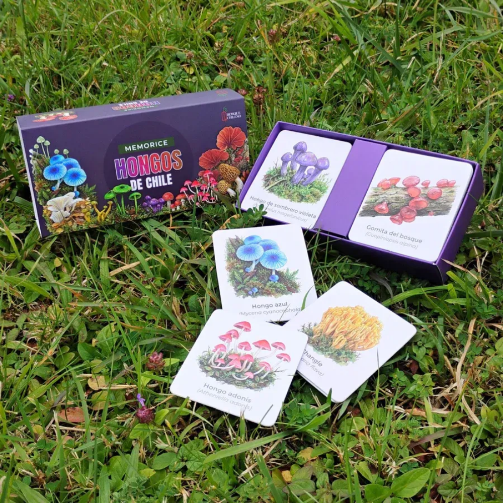 Juego De Mesa Memorice Hongos Nativos De Chile Ilustraciones