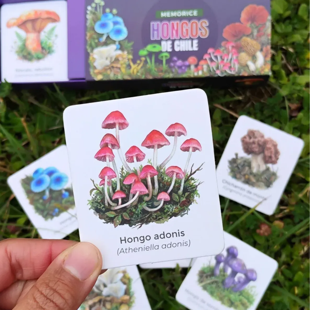 Juego De Mesa Memorice Hongos Nativos De Chile Ilustraciones